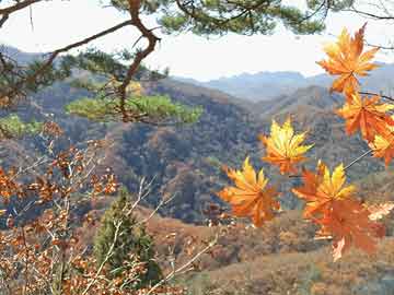 11月6日福臻小区最新房价探索，自然美景与内心宁静的居住选择