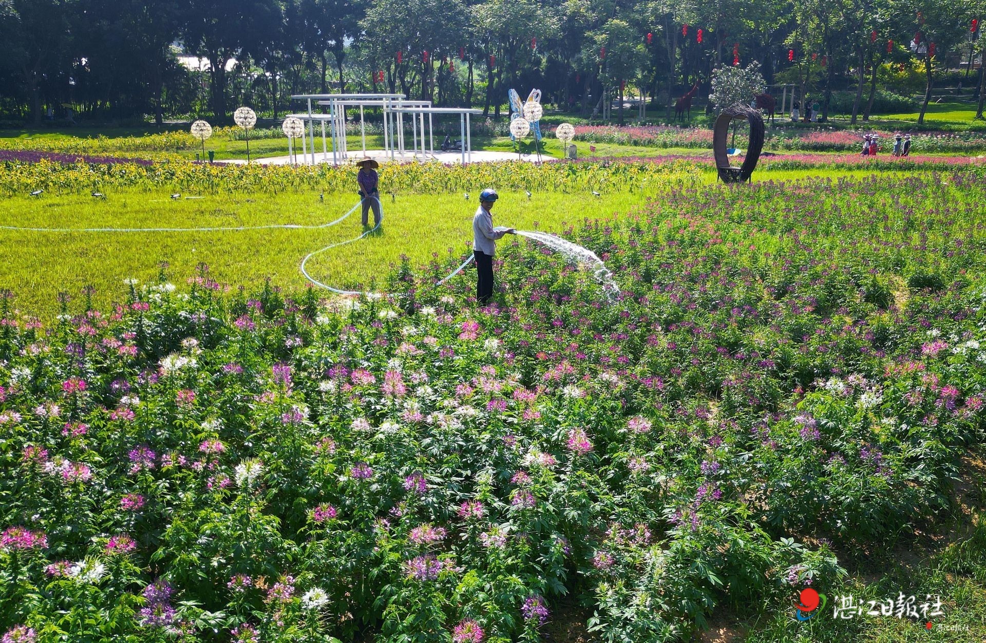 草草热现象最新概述，揭秘背后的趋势与挑战