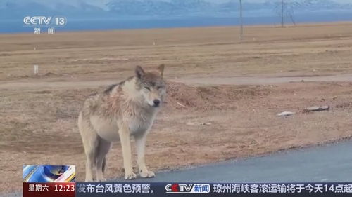 可可西里讨食狼现象增多背后的生态平衡与人类责任观察