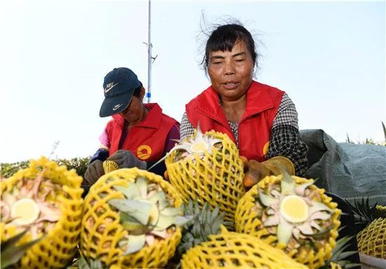 28日菠萝最新下载的利弊分析及个人观点分享