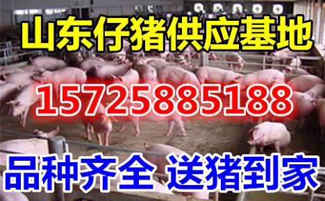 探寻猪苗市场风云变幻，最新价格动态与行业影响分析