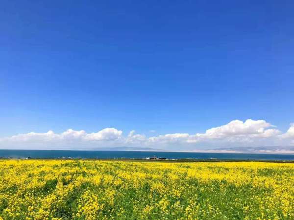 青海油菜花观赏全攻略，最新金秋花海畅游指南（11月10日）