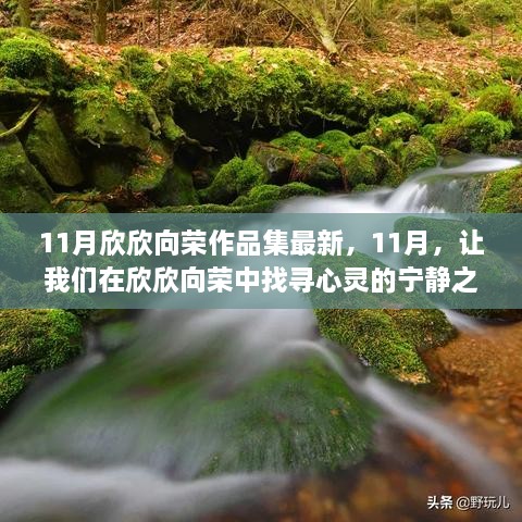 11月欣欣向荣作品集，心灵宁静之旅