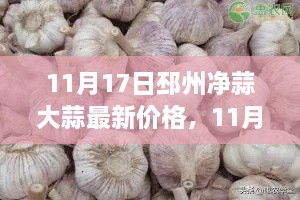 11月17日邳州净蒜大蒜最新价格，市场走势与产业分析概览