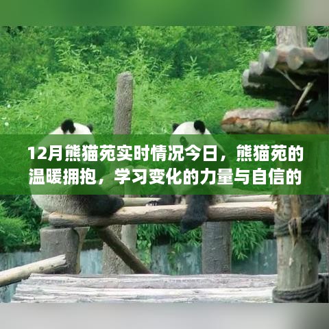 熊猫苑的温馨拥抱，学习变化的力量与自信的绽放实时观察（今日12月）