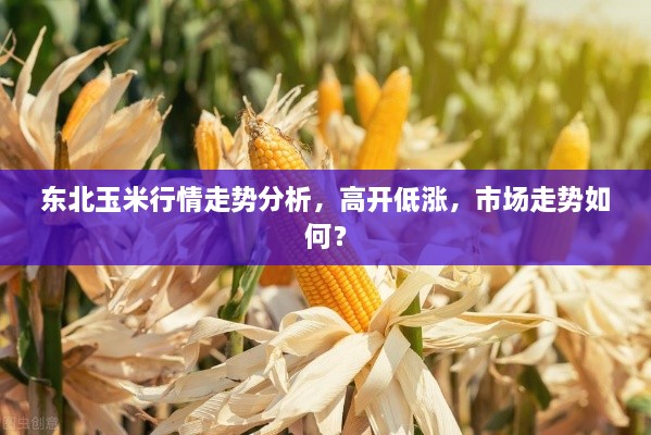 东北玉米行情走势分析，高开低涨，市场走势如何？