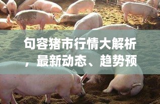 句容猪市行情大解析，最新动态、趋势预测一网打尽！