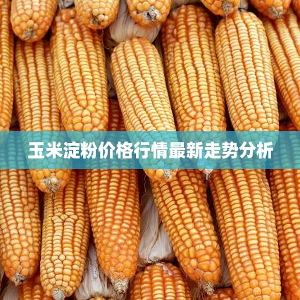 玉米淀粉价格行情最新走势分析