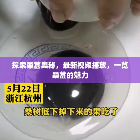 探索桑葚奥秘，最新视频播放，一览桑葚的魅力