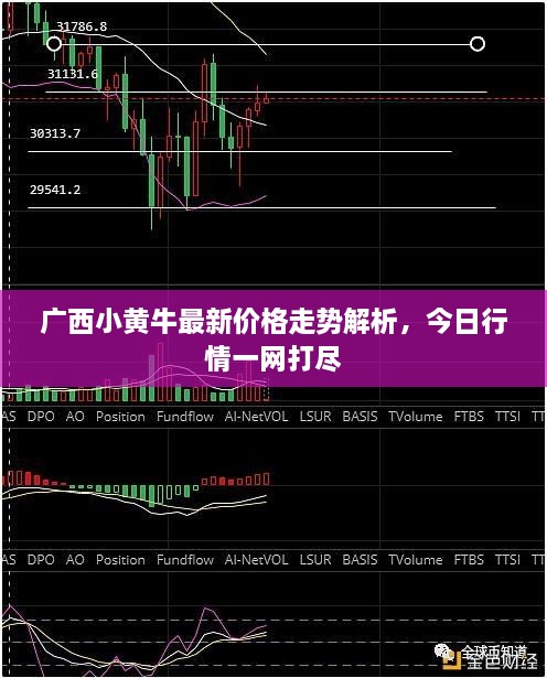 广西小黄牛最新价格走势解析，今日行情一网打尽