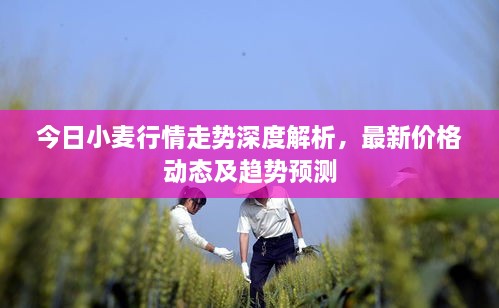 今日小麦行情走势深度解析，最新价格动态及趋势预测