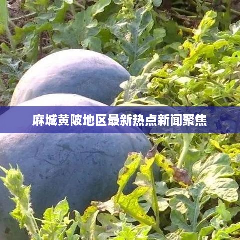 麻城黄陂地区最新热点新闻聚焦