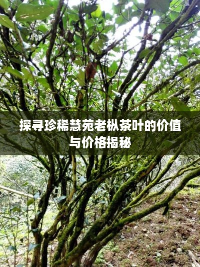 探寻珍稀慧苑老枞茶叶的价值与价格揭秘