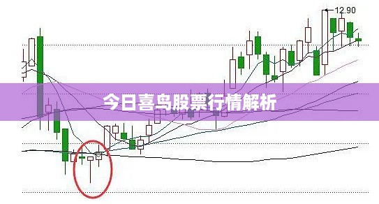 今日喜鸟股票行情解析