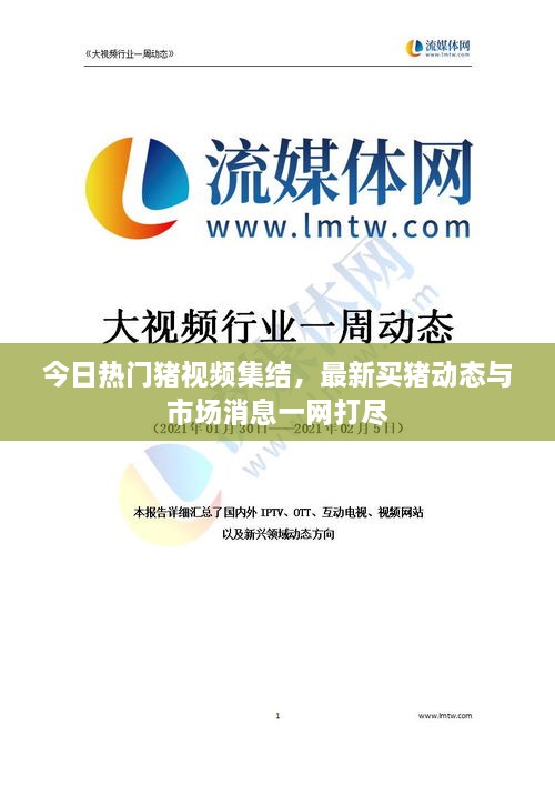今日热门猪视频集结，最新买猪动态与市场消息一网打尽