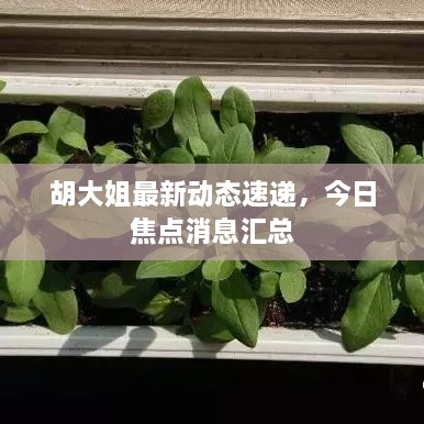 胡大姐最新动态速递，今日焦点消息汇总
