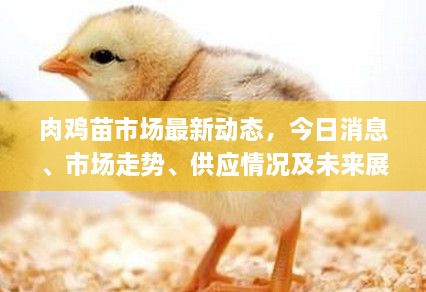 肉鸡苗市场最新动态，今日消息、市场走势、供应情况及未来展望一网打尽！