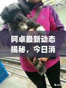阿卓最新动态揭秘，今日消息一网打尽！