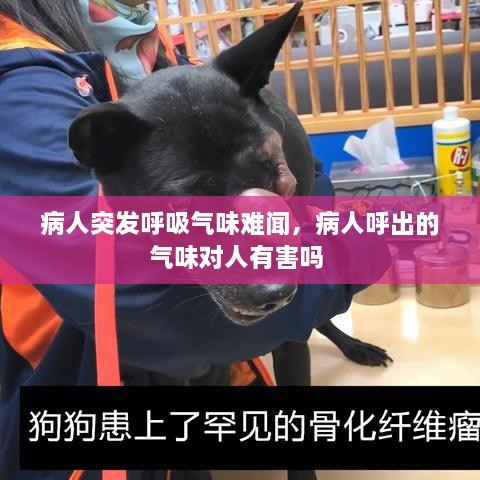 病人突发呼吸气味难闻，病人呼出的气味对人有害吗 
