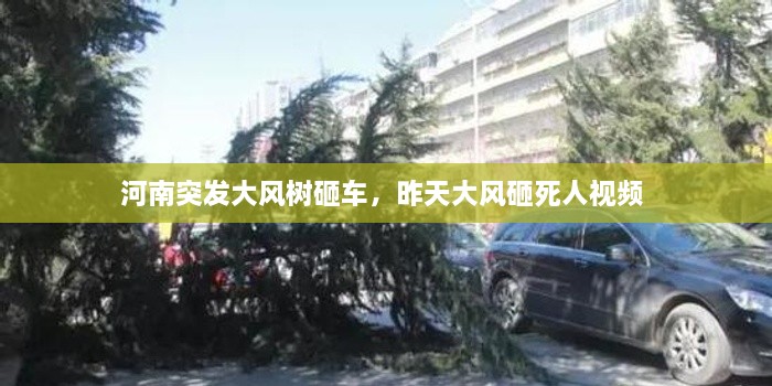 河南突发大风树砸车，昨天大风砸死人视频 