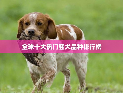全球十大热门骚犬品种排行榜