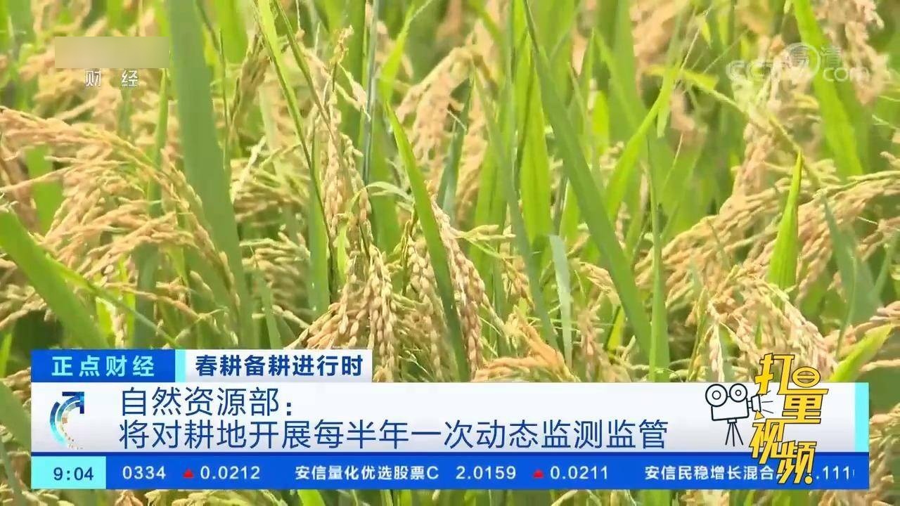 巴西大豆最新价格动态与心灵自然之旅的交融对话