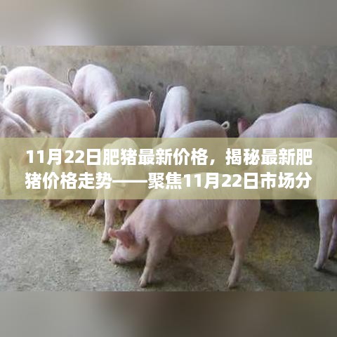 聚焦11月22日肥猪市场，最新价格及走势揭秘