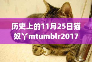 历史上的猫奴文化演变与猫奴丫mtumblr的独特视角（2017年观察）