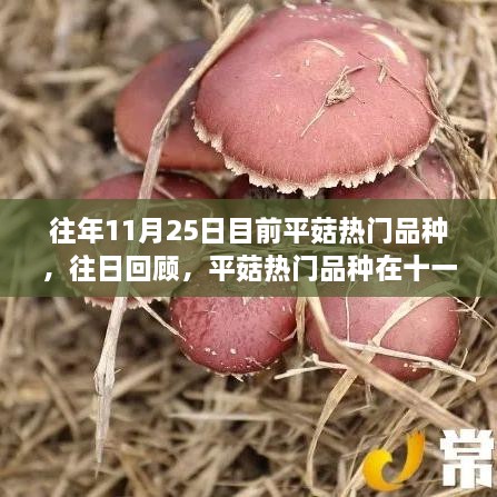 回顾十一月二十五日平菇热门品种，繁荣与影响概览