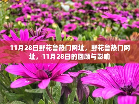 11月28日野花鲁热门网址回顾，影响与洞察