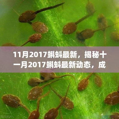 揭秘十一月2017蝌蚪成长、变化与研究进展的最新动态