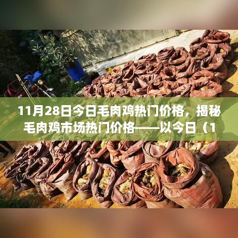 揭秘，今日毛肉鸡市场热门价格动态（11月28日）