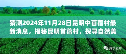 揭秘昆明苜蓿村，自然美景与心灵宁静之旅的最新展望（2024年11月28日最新消息）