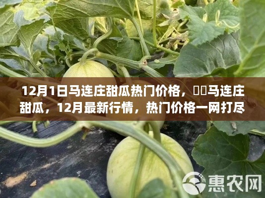 马连庄甜瓜12月最新行情，热门价格一网打尽