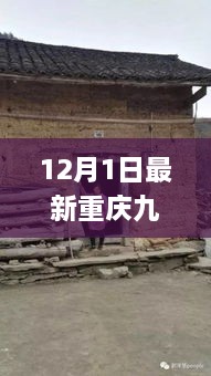 重庆九龙坡杀人案解析与应对实用指南，最新事件回顾与行动建议