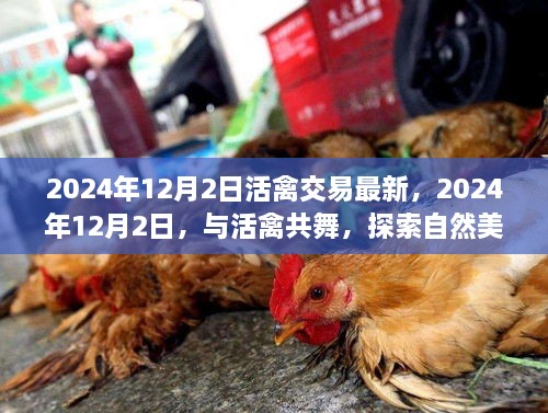 2024年12月2日活禽交易最新动态与探索自然美景的治愈之旅