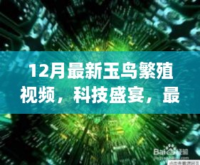 揭秘智能繁殖新纪元，最新玉鸟繁殖视频展现科技盛宴