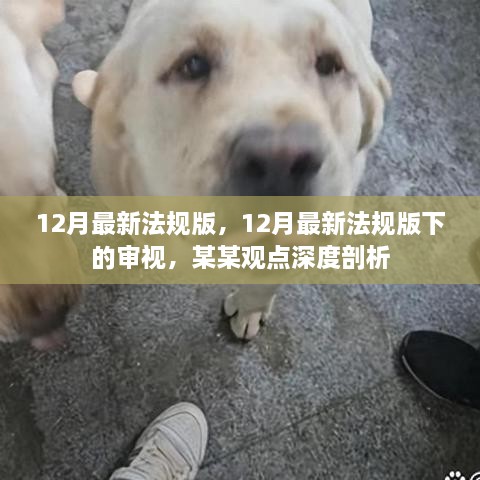 12月最新法规版下的审视与某某观点深度剖析