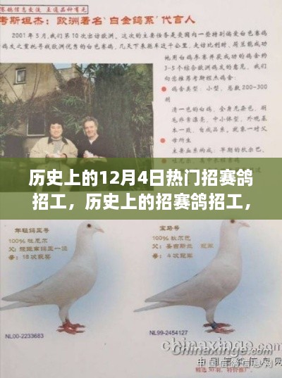 历史上的招赛鸽招工盛事，详细步骤指南与招赛鸽招工回顾