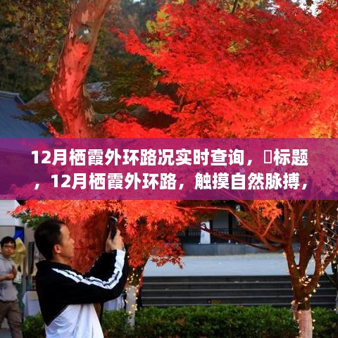 触摸自然脉搏，启程心灵之旅，12月栖霞外环路况实时查询指南