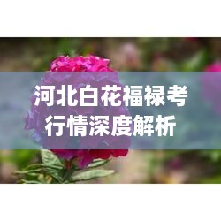 河北白花福禄考行情深度解析