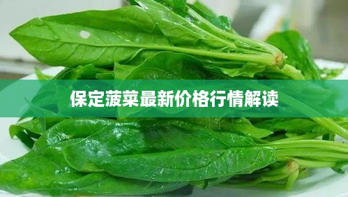 保定菠菜最新价格行情解读