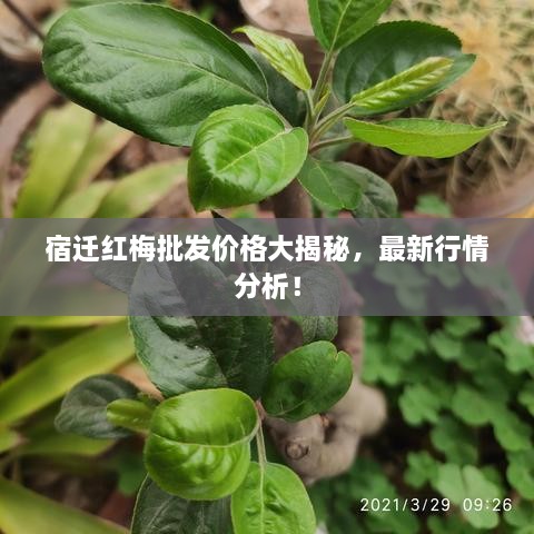 宿迁红梅批发价格大揭秘，最新行情分析！