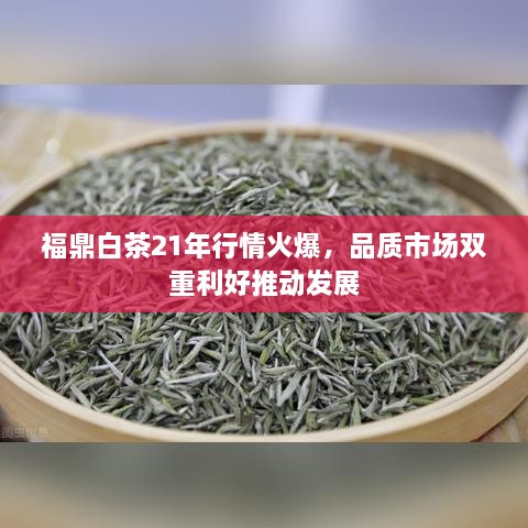 福鼎白茶21年行情火爆，品质市场双重利好推动发展