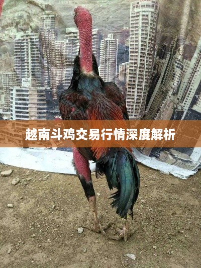 越南斗鸡交易行情深度解析