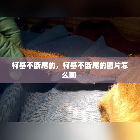 柯基不断尾的，柯基不断尾的图片怎么画 