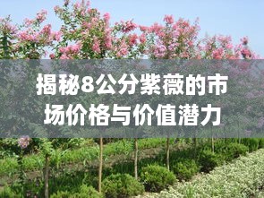 揭秘8公分紫薇的市场价格与价值潜力