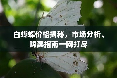 白蝴蝶价格揭秘，市场分析、购买指南一网打尽