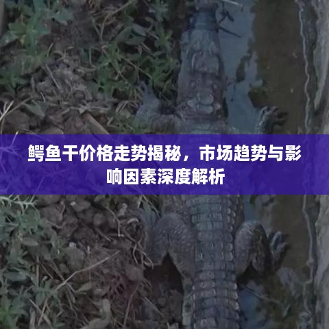 鳄鱼干价格走势揭秘，市场趋势与影响因素深度解析