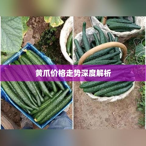 黄爪价格走势深度解析